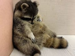 -浣熊柯尔鸭土拨鼠·电玩咖