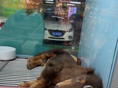 -FAELING PETS美天灵宠物(合生汇店)