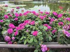 -上海辰山植物园
