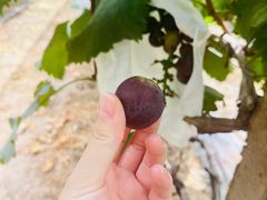 -马陆小张葡萄园农家乐