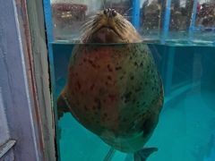-海合安成都极地海洋公园