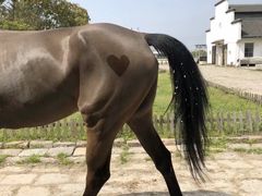 -松声马术俱乐部