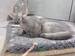 -1013 PET SHOP精品宠物商店(丁香店)