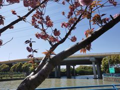 -高东镇樱花园