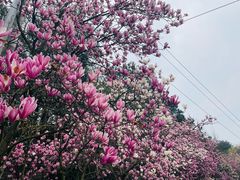 -铁山坪森林公园