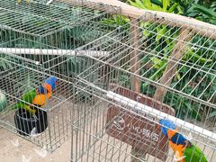 -南宫五洲植物乐园