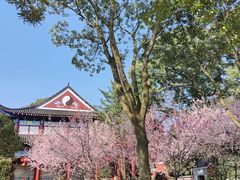 -江西龙虎山景区