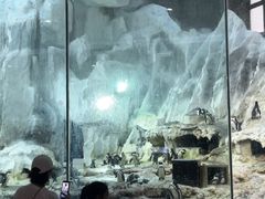 -帝企鹅自助餐厅•儿童岛•真企鹅(长隆企鹅酒店)