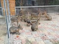 -西霞口神雕山野生动物世界