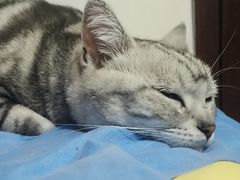 -东方动物医院·宠保定点·骨科·转诊中心(春城路·昆明站分院)