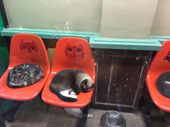 -猫咪博物馆(顶澳仔猫街店)