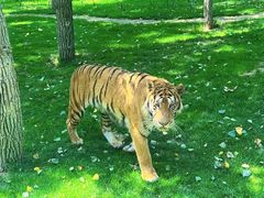 -北京野生动物园