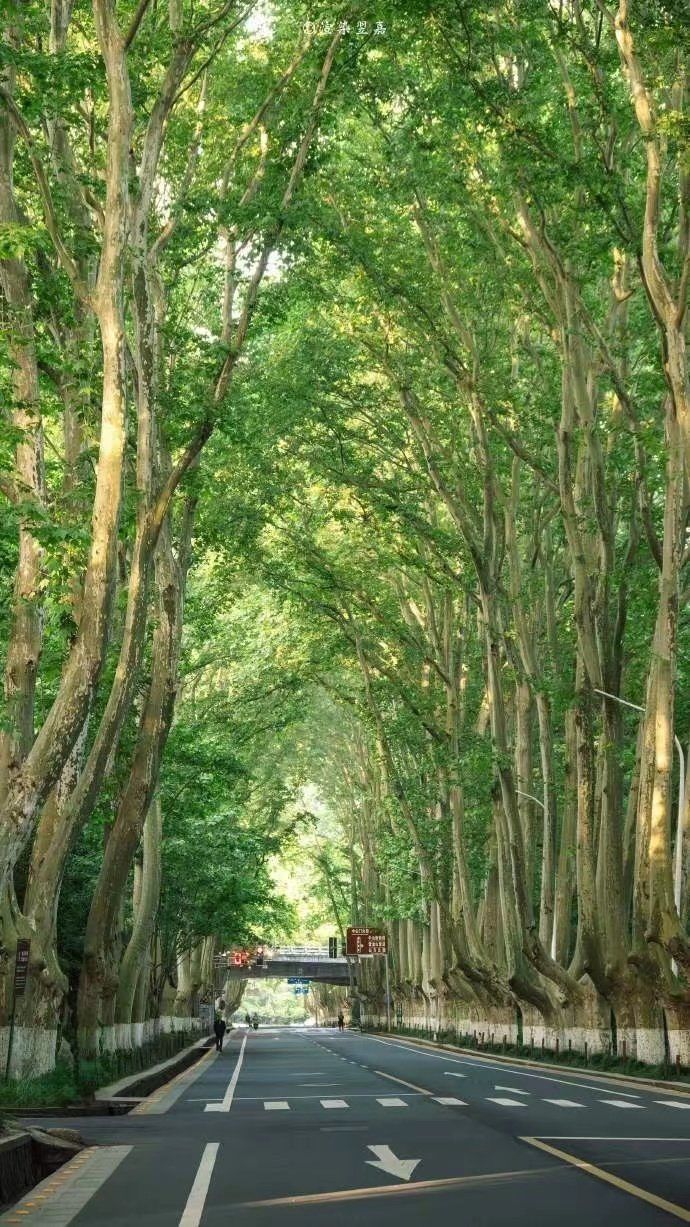 散步在这条林荫小道上