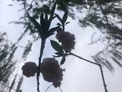 -泰丰公园