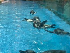 -帝企鹅自助餐厅•儿童岛•真企鹅(长隆企鹅酒店)