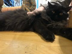 -猫小院猫主题咖啡厅(北锣店)