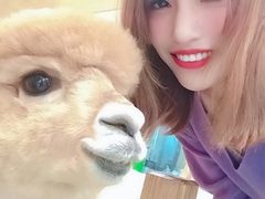 羊驼-藦茜花园宠物主题亲子互动体验馆(国顺东路店)