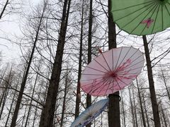 -东平国家森林公园
