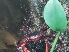 -呀诺达热带雨林