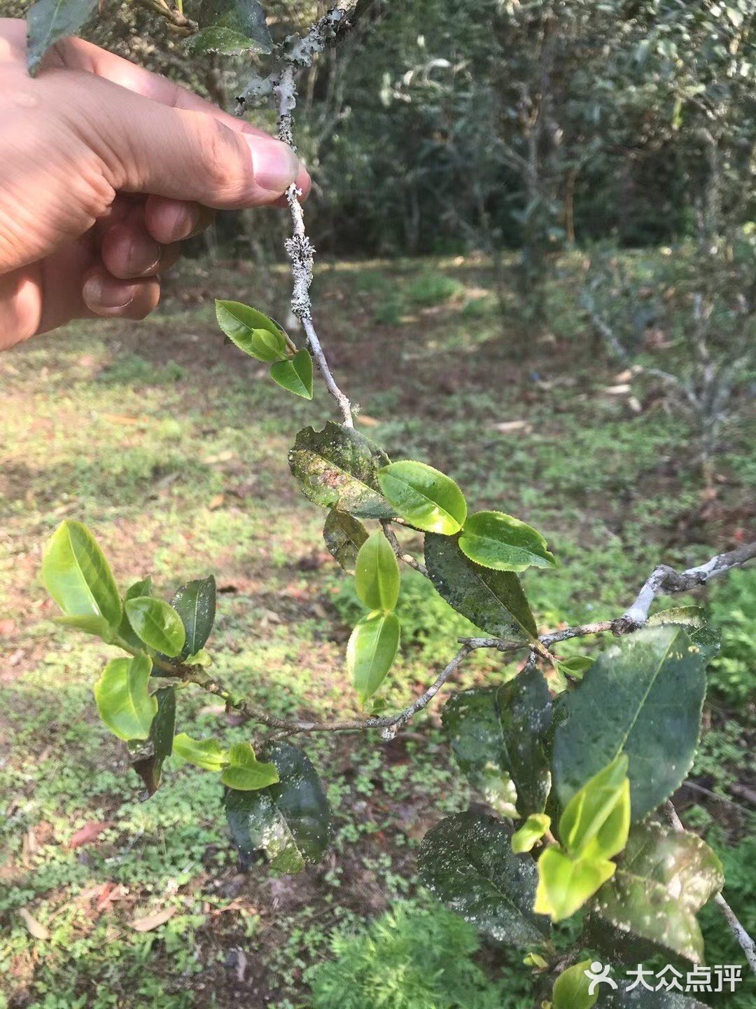 倚邦曼拱猫耳朵小叶种茶