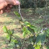 倚邦曼拱猫耳朵小叶种茶