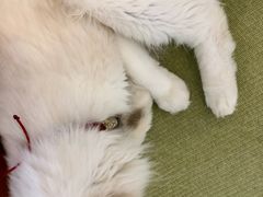 -猫在这儿猫咪咖啡馆·撸猫馆