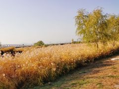 -绿堤公园