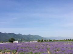 -曲江薰衣草庄园
