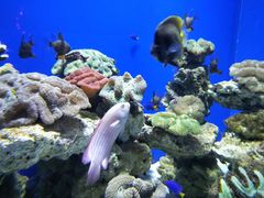 -烟台海昌鲸鲨海洋公园