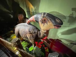 -恐龙探索乐园(磁器口店)