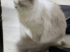 -猫咪咖啡店(新城大街店)