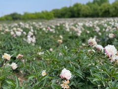 -扬州芍药园(仪征市)