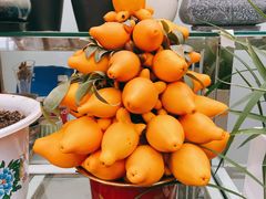 -金陵花卉交易市场