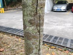 -中山市树木园