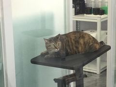 -爱洗澡的猫(望京店)