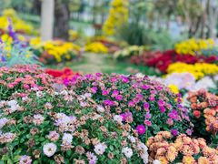 -上海共青森林公园