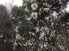 -杭州植物园