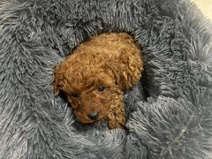 -宠福鑫康馨动物医院·骨科·眼科