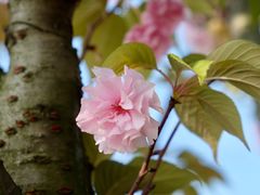 -星巴克(成都科学城店)