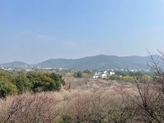 -香雪海