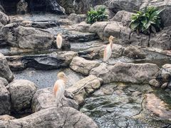 -吉隆坡雀鸟公园