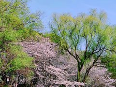 -顾村公园