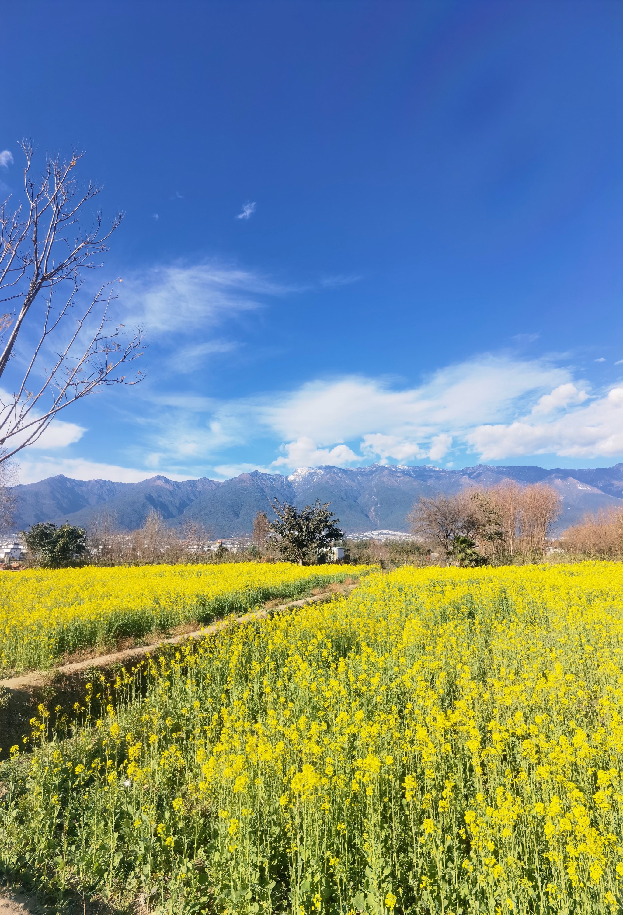 福州花海公园油菜花图片