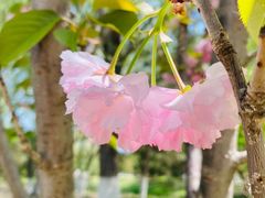 -长白岛森林公园