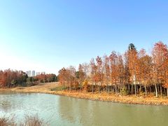 -三垟湿地
