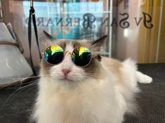 -车接车送·寄养洗护·德文猫舍(大宁店)