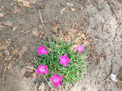 -大兴滨河森林公园