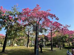 -顺峰山公园
