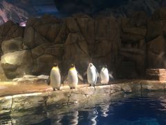 -香港海洋公园