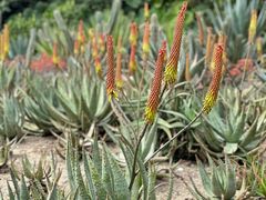 -深圳市中科院仙湖植物园